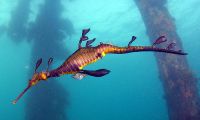 Sea Sragon at Portsea Pier