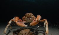 Spider Crabs