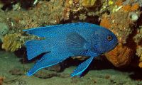 Blue Devil Fish