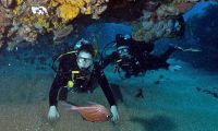 Reef Dive